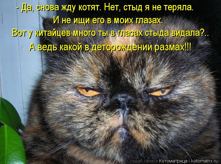 И не ищи его в моих глазах. - Да, снова жду котят. Нет, стыд я не теряла. Вот у китайцев много ты в г... Котоматрица: И не ищи его в моих глазах. - Да, снова жду котят. Нет, стыд я не теряла. Вот у китайцев много ты в глазах стыда видала?.. А ведь какой в деторожде