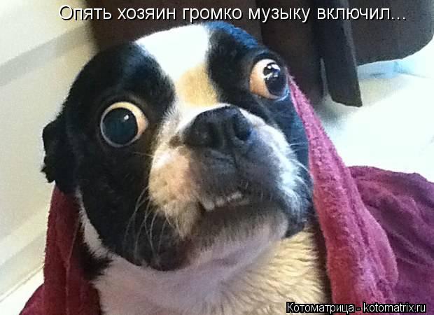 Опять хозяин громко музыку включил...... Котоматрица: Опять хозяин громко музыку включил...