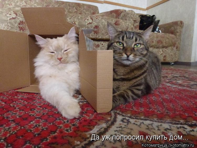 Да уж попросил купить дом...... Котоматрица: Да уж попросил купить дом...
