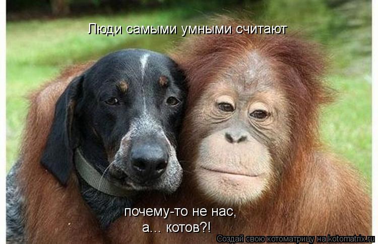 Люди самыми умными считают почему-то не нас, а... котов?!... Котоматрица: Люди самыми умными считают почему-то не нас, а... котов?!