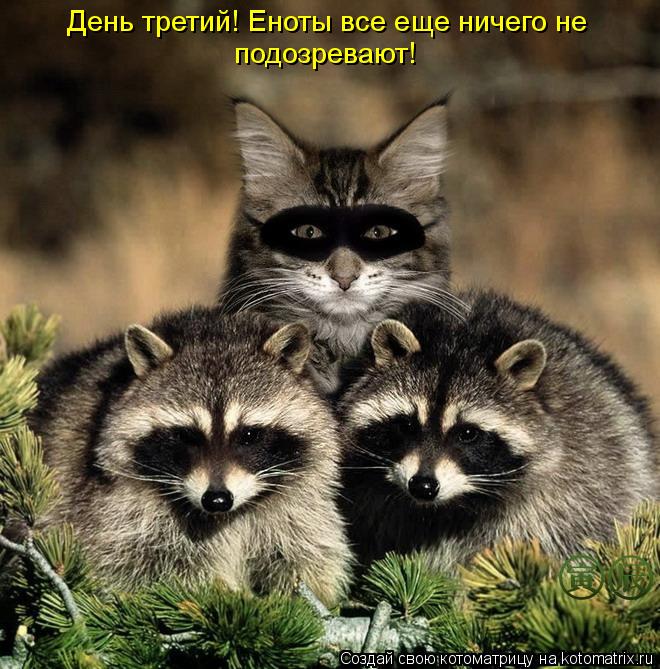 День третий! Еноты все еще ничего не подозревают!... Котоматрица: День третий! Еноты все еще ничего не подозревают!
