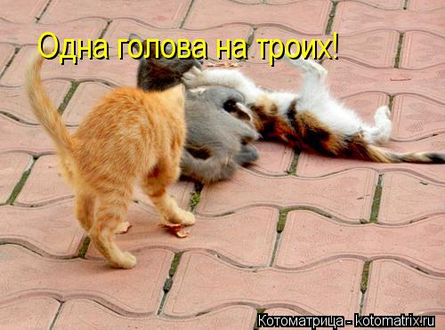 Одна голова на троих!... Котоматрица: Одна голова на троих!