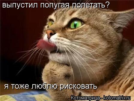 выпустил попугая полетать? я тоже люблю рисковать... Котоматрица: выпустил попугая полетать? я тоже люблю рисковать