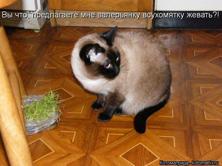 Вы что, предлагаете мне валерьянку всухомятку жевать?!... Котоматрица: Вы что, предлагаете мне валерьянку всухомятку жевать?!