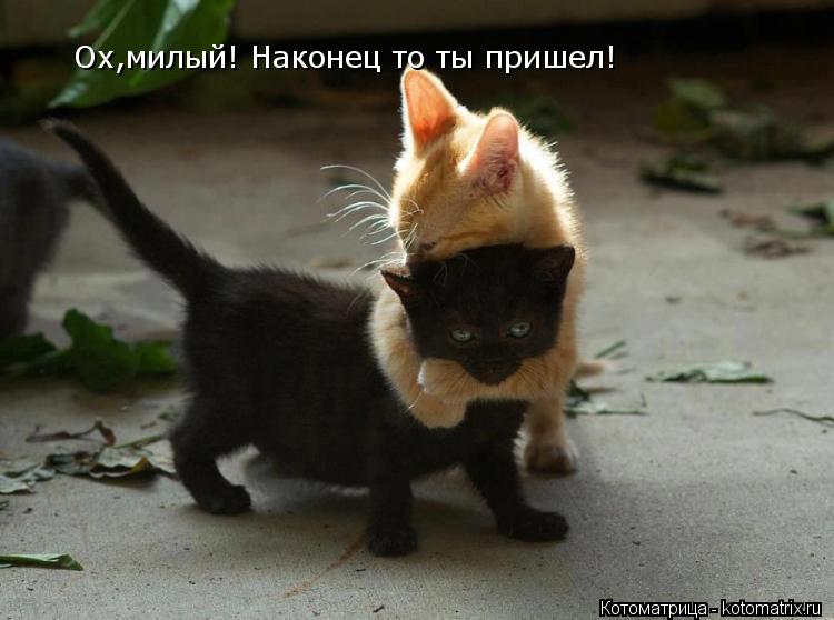 Ох,милый! Наконец то ты пришел!... Котоматрица: Ох,милый! Наконец то ты пришел!