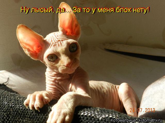 Ну лысый, да... За то у меня блох нету! Ну лысый, да... За то у меня блох нету! Ну лысый, да... За то... Котоматрица: Ну лысый, да... За то у меня блох нету! Ну лысый, да... За то у меня блох нету! Ну лысый, да... За то у меня блох нету!