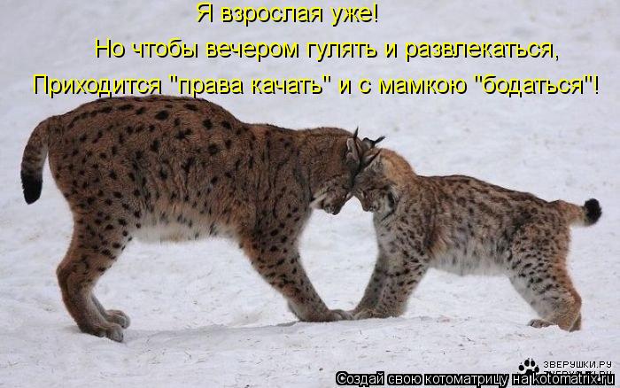 Я взрослая уже! Приходится "права качать" и с мамкою "бодаться"! Но чтобы вечером гулять и развлекат... Котоматрица: Я взрослая уже! Приходится "права качать" и с мамкою "бодаться"! Но чтобы вечером гулять и развлекаться,