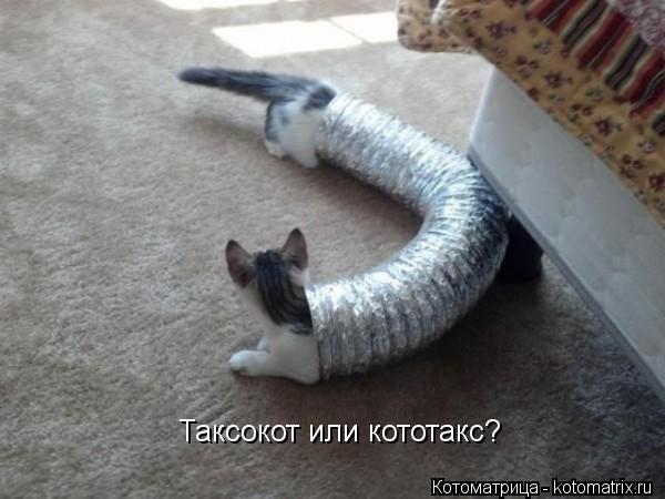 Таксокот или кототакс?... Котоматрица: Таксокот или кототакс?