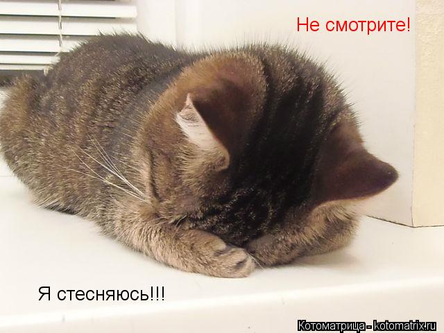 Не смотрите! Я стесняюсь!!!... Котоматрица: Не смотрите! Я стесняюсь!!!