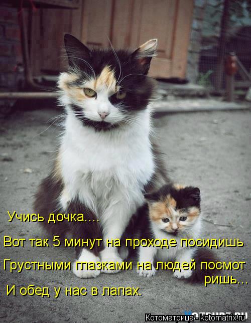 Учись дочка.... Вот так 5 минут на проходе посидишь Грустными глазками на людей посмот ришь... И обед... Котоматрица: Учись дочка.... Вот так 5 минут на проходе посидишь Грустными глазками на людей посмот ришь... И обед у нас в лапах.