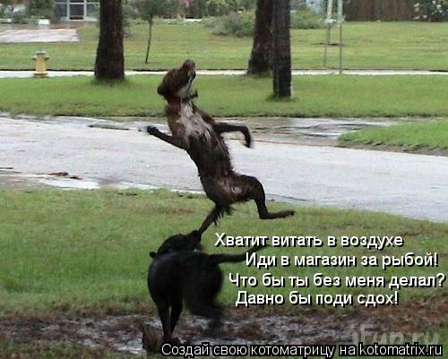 Хватит витать в воздухе Иди в магазин за рыбой! Что бы ты без меня делал? Давно бы поди сдох!... Котоматрица: Хватит витать в воздухе Иди в магазин за рыбой! Что бы ты без меня делал? Давно бы поди сдох!
