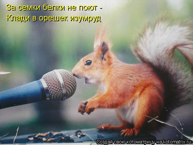 За семки белки не поют - Клади в орешек изумруд... Котоматрица: За семки белки не поют - Клади в орешек изумруд