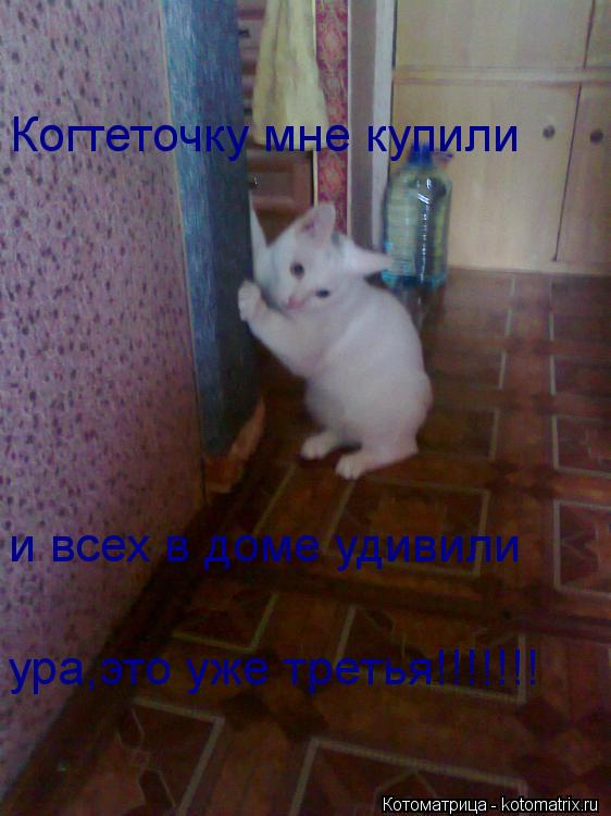 Когтеточку мне купили и всех в доме удивили ура,это уже третья!!!!!!!... Котоматрица: Когтеточку мне купили и всех в доме удивили ура,это уже третья!!!!!!!