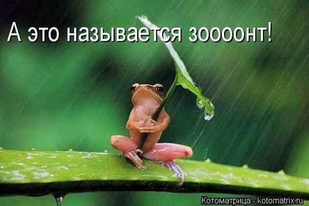 А это называется зоооонт!... Котоматрица: А это называется зоооонт!