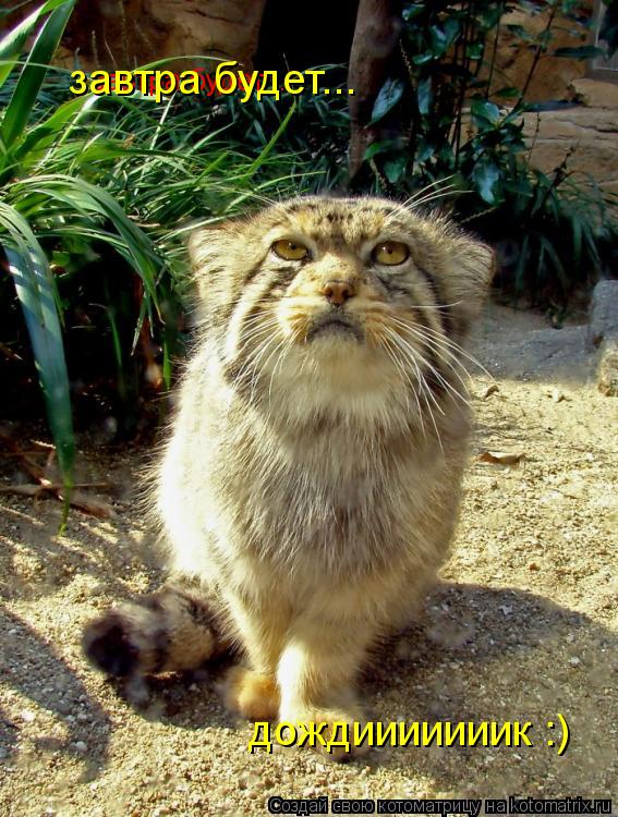 завтра будет... завтра будет... дождииииииик :)... Котоматрица: завтра будет... завтра будет... дождииииииик :)