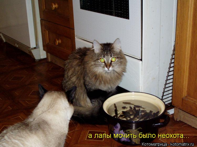 а лапы мочить было неохота...... Котоматрица: а лапы мочить было неохота...