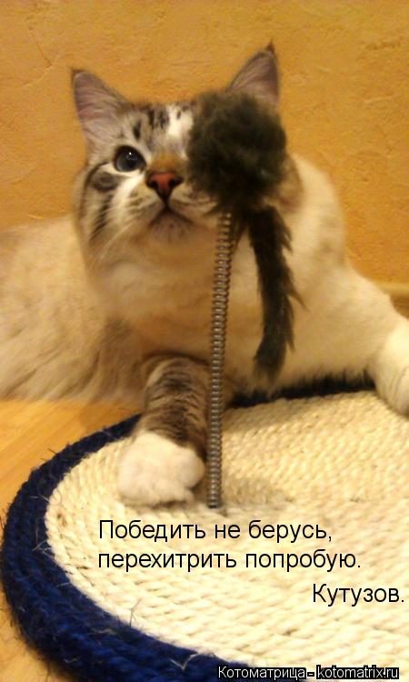 Победить не берусь, перехитрить попробую. Кутузов.... Котоматрица: Победить не берусь, перехитрить попробую. Кутузов.