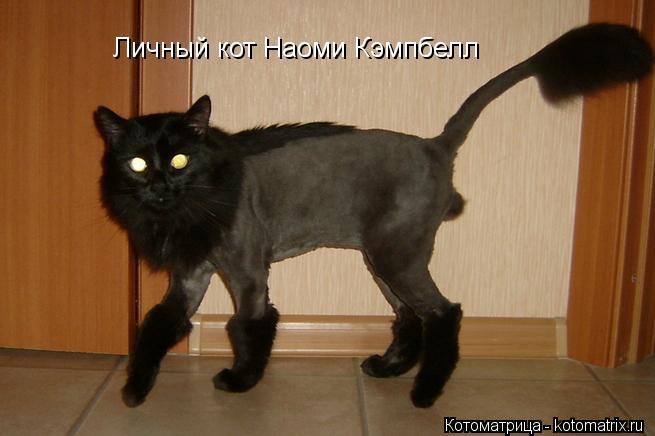 Личный кот Наоми Кэмпбелл... Котоматрица: Личный кот Наоми Кэмпбелл