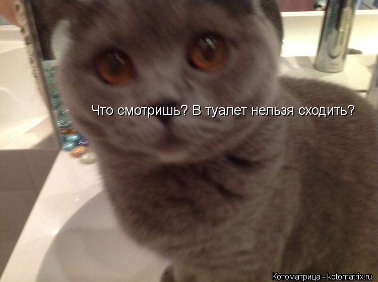 Что смотришь? В туалет нельзя сходить?... Котоматрица: Что смотришь? В туалет нельзя сходить?