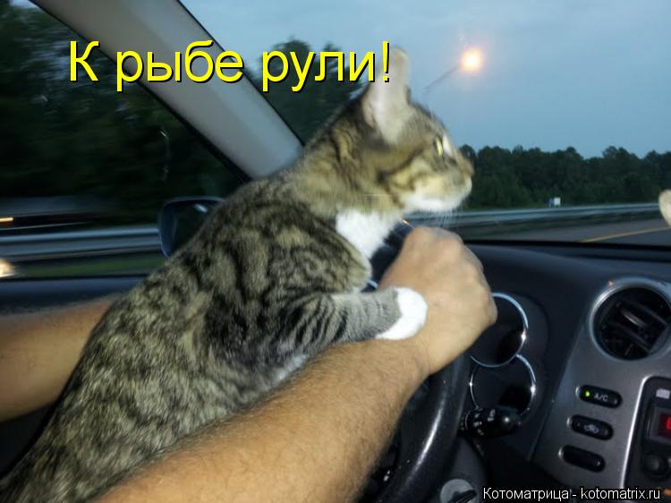 К рыбе рули!... Котоматрица: К рыбе рули!