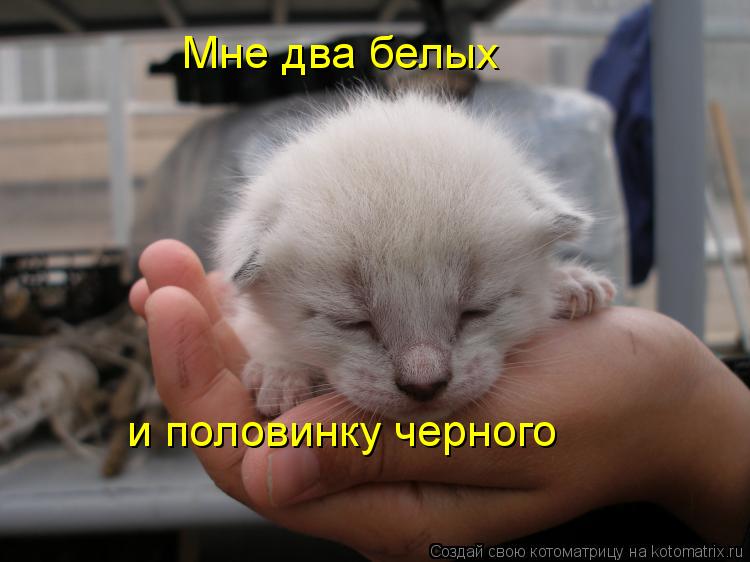 Мне два белых и половинку черного... Котоматрица: Мне два белых и половинку черного