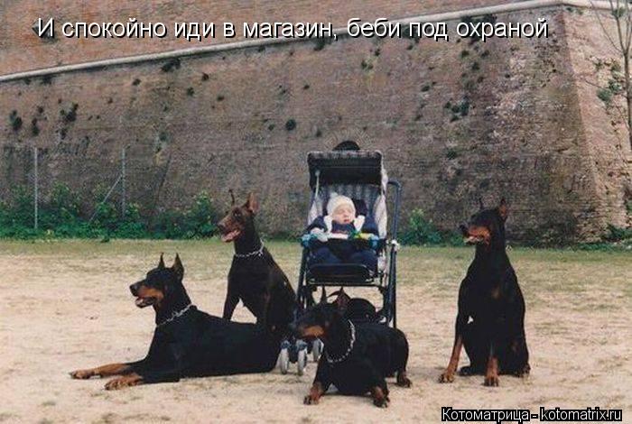 И спокойно иди в магазин, беби под охраной... Котоматрица: И спокойно иди в магазин, беби под охраной