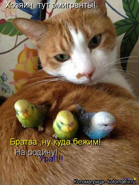 Братва ,ну куда бежим! На родину! Ура!!!! Хозяин ,тут эмигранты!... Котоматрица: Братва ,ну куда бежим! На родину! Ура!!!! Хозяин ,тут эмигранты!