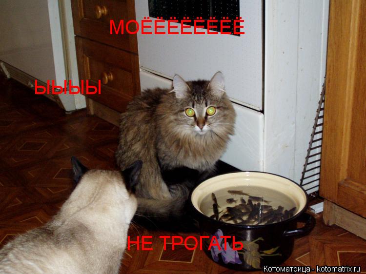 МОЁЁЁЁЁЁЁЁ НЕ ТРОГАТЬ ЫЫЫЫ... Котоматрица: МОЁЁЁЁЁЁЁЁ НЕ ТРОГАТЬ ЫЫЫЫ