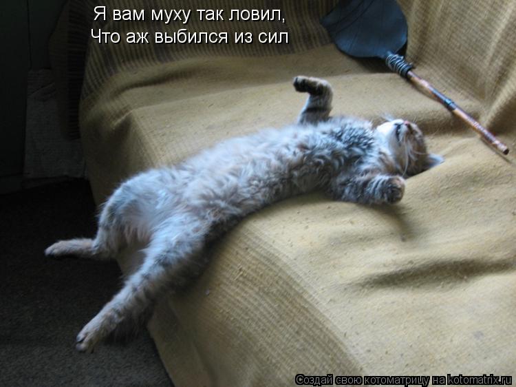 Я вам муху так ловил, Что аж выбился из сил... Котоматрица: Я вам муху так ловил, Что аж выбился из сил