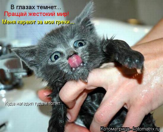 В глазах темнет... Пращай жестокий мир! Меня карают за мои грехи... Куда нагадил туда и топят...... Котоматрица: В глазах темнет... Пращай жестокий мир! Меня карают за мои грехи... Куда нагадил туда и топят...