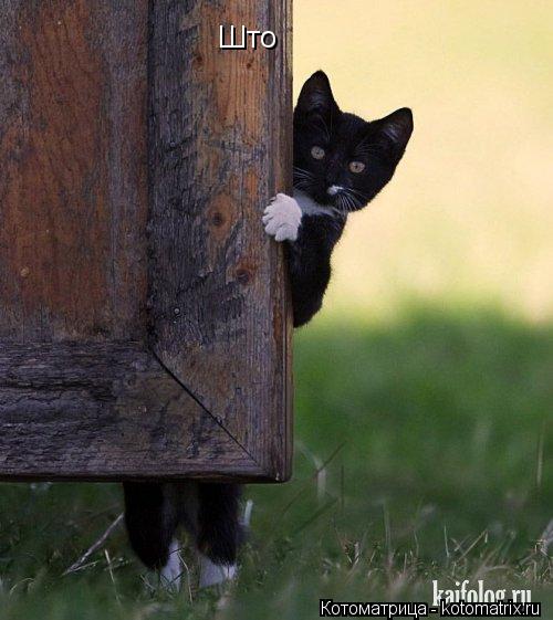 Што... Котоматрица: Што