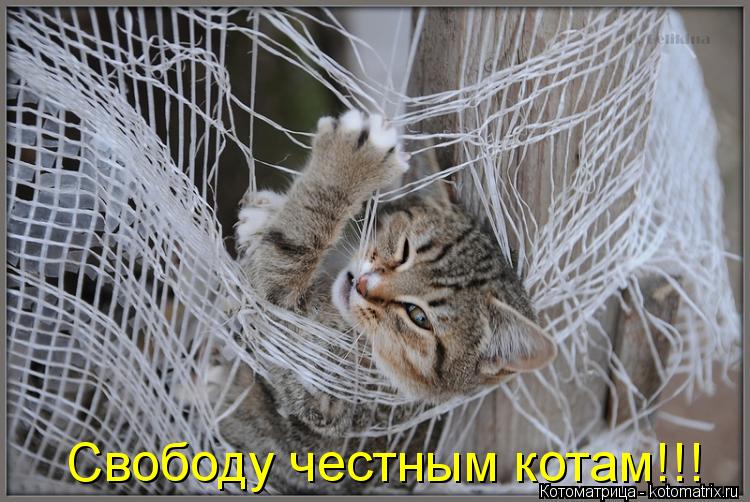 Котоматрица: Свободу честным котам!!!