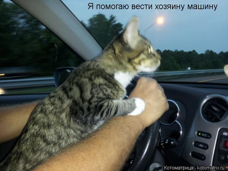 Я помогаю вести хозяину машину... Котоматрица: Я помогаю вести хозяину машину