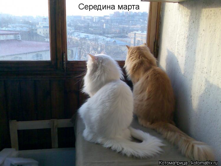 Середина марта... Котоматрица: Середина марта