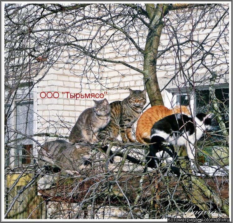 ООО "Тырьмясо"... Котоматрица: ООО "Тырьмясо"