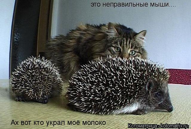 Ах вот кто украл моё молоко... Котоматрица: Ах вот кто украл моё молоко