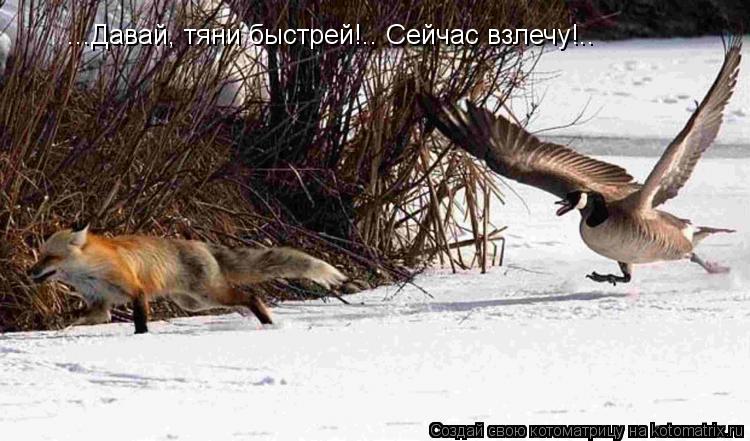 ...Давай, тяни быстрей!.. Сейчас взлечу!..... Котоматрица: ...Давай, тяни быстрей!.. Сейчас взлечу!..