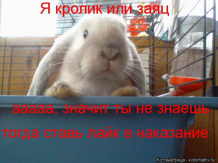 Я кролик или заяц ааааа, значит ты не знаешь тогда ставь лайк в наказание... Котоматрица: Я кролик или заяц ааааа, значит ты не знаешь тогда ставь лайк в наказание