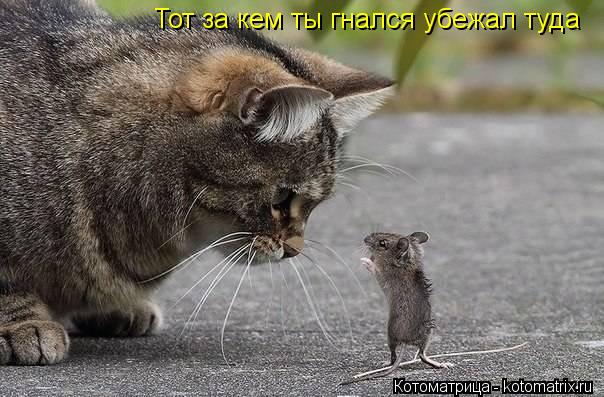 Тот за кем ты гнался убежал туда... Котоматрица: Тот за кем ты гнался убежал туда