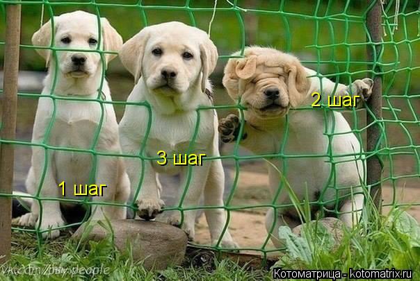 1 шаг 2 шаг 3 шаг... Котоматрица: 1 шаг 2 шаг 3 шаг