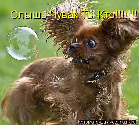 Слышь Чувак Ты Кто!!!!!!!... Котоматрица: Слышь Чувак Ты Кто!!!!!!!