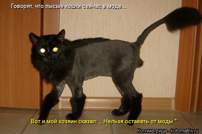 Говорят, что лысые кошки сейчас в моде... Вот и мой хозяин сказал: ,, Нельзя оставать от моды "... Котоматрица: Говорят, что лысые кошки сейчас в моде... Вот и мой хозяин сказал: ,, Нельзя оставать от моды "