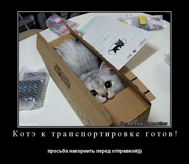 Котэ к транспортировке готов! просьба накормить перед отправкой)))... Котоматрица: Котэ к транспортировке готов! просьба накормить перед отправкой)))