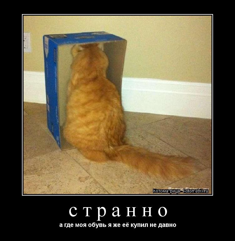 странно а где моя обувь я же её купил не давно... Котоматрица: странно а где моя обувь я же её купил не давно