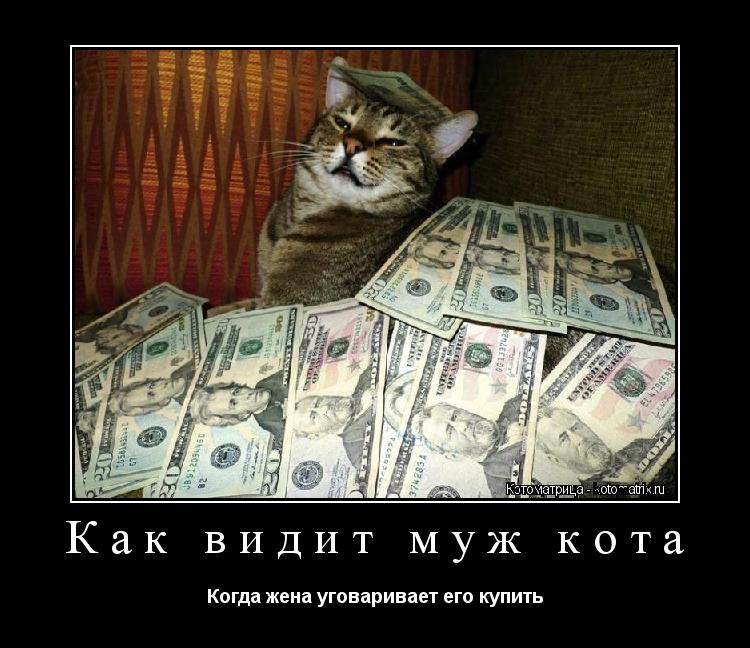 Как видит муж кота Когда жена уговаривает его купить... Котоматрица: Как видит муж кота Когда жена уговаривает его купить