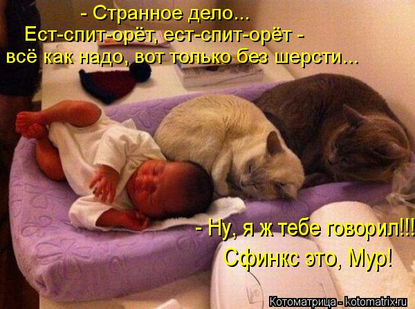 Котоматрица: - Ну, я ж тебе говорил!!!  Сфинкс это, Мур!  - Странное дело... Ест-спит-орёт, ест-спит-орёт - всё как надо, вот только без шерсти...