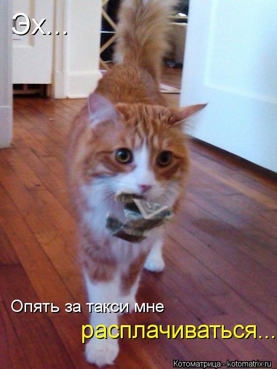 Эх... Опять за такси мне расплачиваться...... Котоматрица: Эх... Опять за такси мне расплачиваться...