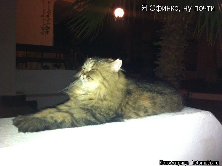 Я Сфинкс, ну почти... Котоматрица: Я Сфинкс, ну почти