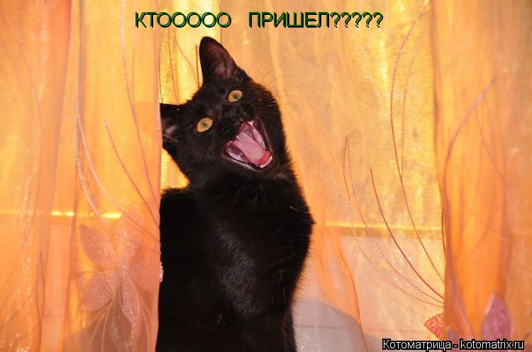 КТООООО ПРИШЕЛ?????... Котоматрица: КТООООО ПРИШЕЛ?????