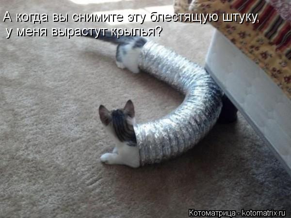 А когда вы снимите эту блестящую штуку, у меня вырастут крылья?... Котоматрица: А когда вы снимите эту блестящую штуку, у меня вырастут крылья?